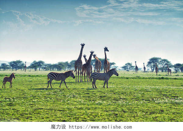 斑马长颈鹿和野牛正在非洲大草原上行走